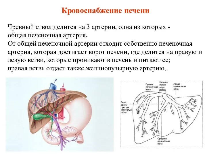 Кровоснабжение печени Чревный ствол делится на 3 артерии, одна из которых