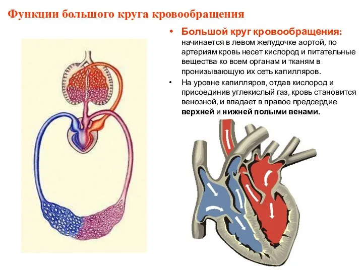 Большой круг кровообращения: начинается в левом желудочке аортой, по артериям кровь