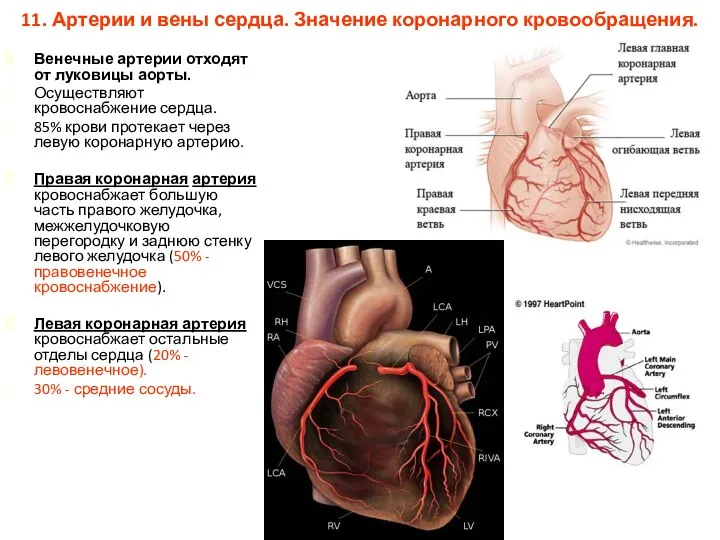 11. Артерии и вены сердца. Значение коронарного кровообращения. Венечные артерии отходят