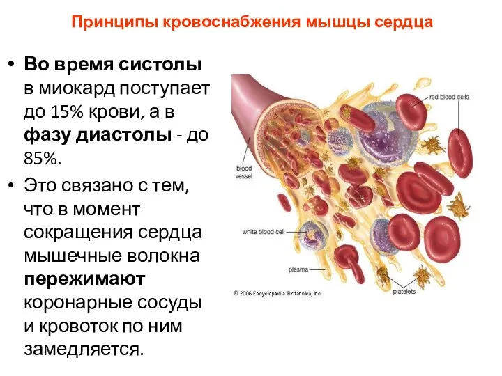 Принципы кровоснабжения мышцы сердца Во время систолы в миокард поступает до