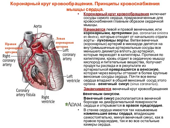 Коронарный круг кровообращения. Принципы кровоснабжения мышцы сердца. Коронарный круг кровообращения включает