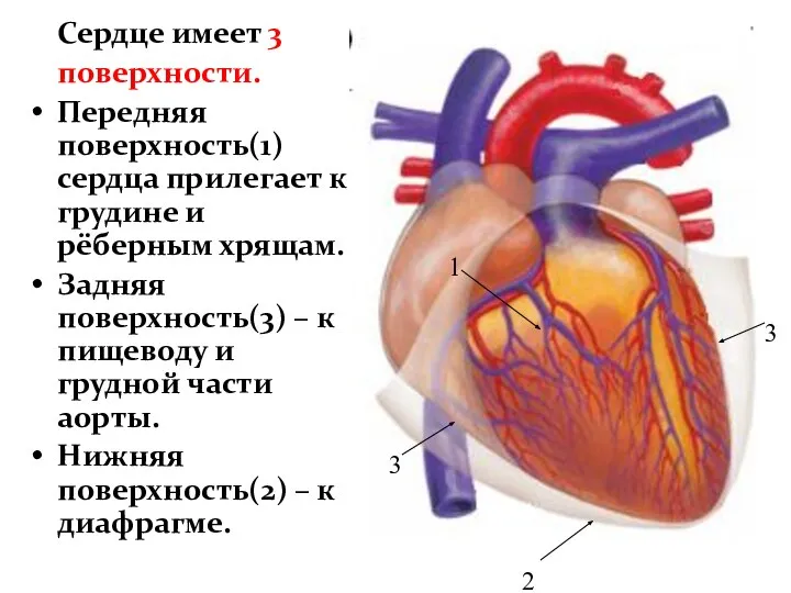 Сердце имеет 3 поверхности. Передняя поверхность(1) сердца прилегает к грудине и