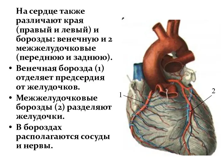 На сердце также различают края (правый и левый) и борозды: венечную