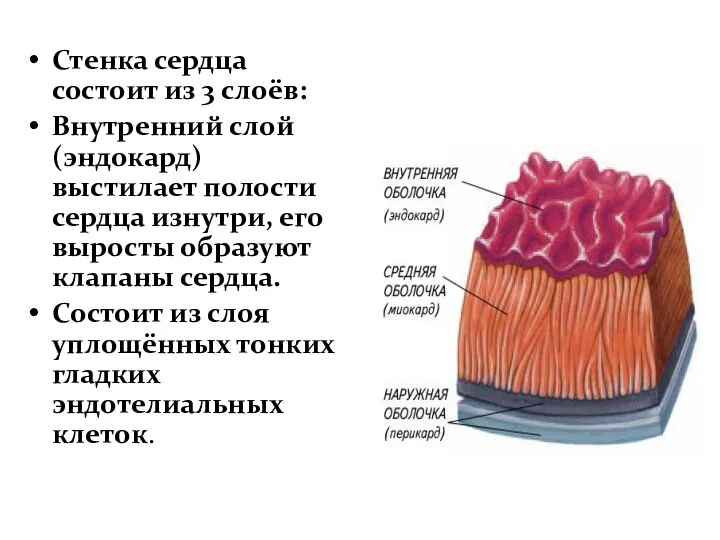 Стенка сердца состоит из 3 слоёв: Внутренний слой (эндокард) выстилает полости