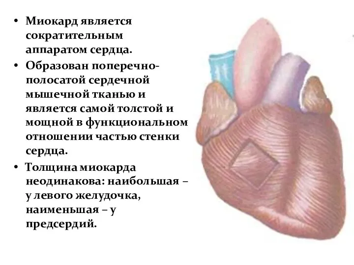 Миокард является сократительным аппаратом сердца. Образован поперечно-полосатой сердечной мышечной тканью и