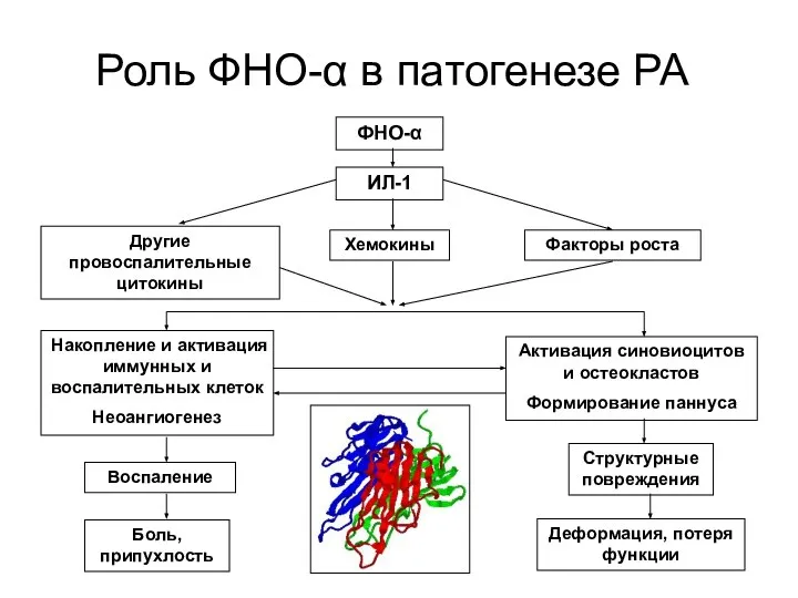 Роль ФНО-α в патогенезе РА ФНО-α ИЛ-1 Другие провоспалительные цитокины Хемокины