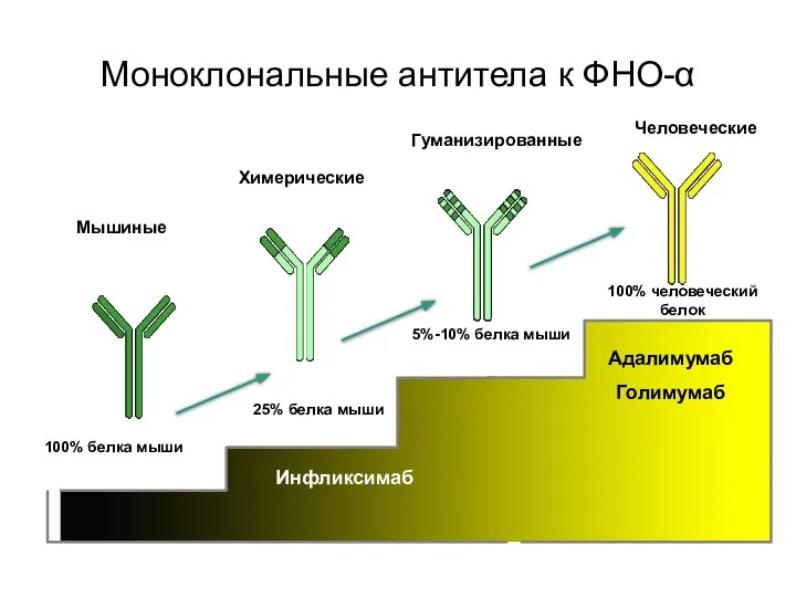 Моноклональные антитела к ФНО-α Adalimumab (Adalimumab) Человеческие Мышиные Химерические Гуманизированные 5%-10%