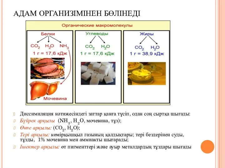 АДАМ ОРГАНИЗІМІНЕН БӨЛІНЕДІ Диссимиляция нәтижесіндегі заттар қанға түсіп, одан соң сыртқа