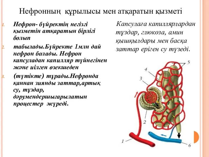 Нефрон- бүйректің негізгі қызметін атқаратын бірлігі болып табылады.Бүйректе 1млн дай нефрон