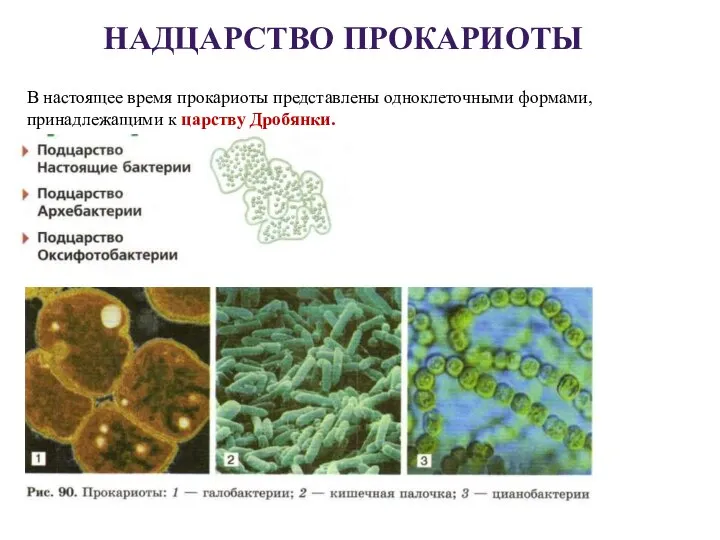 НАДЦАРСТВО ПРОКАРИОТЫ В настоящее время прокариоты представлены одноклеточными формами, принадлежащими к царству Дробянки.