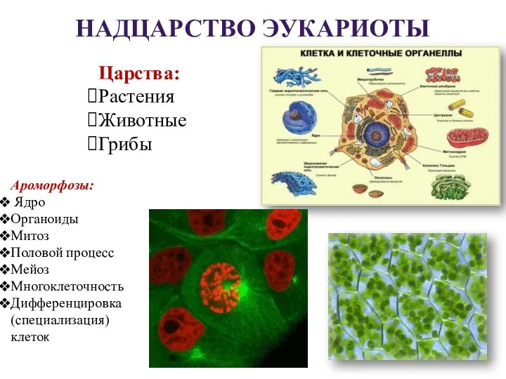 НАДЦАРСТВО ЭУКАРИОТЫ Царства: Растения Животные Грибы Ароморфозы: Ядро Органоиды Митоз Половой