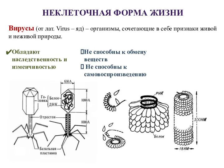 НЕКЛЕТОЧНАЯ ФОРМА ЖИЗНИ Вирусы (от лат. Virus – яд) – организмы,