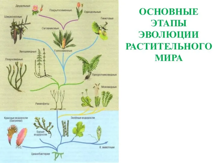 ОСНОВНЫЕ ЭТАПЫ ЭВОЛЮЦИИ РАСТИТЕЛЬНОГО МИРА