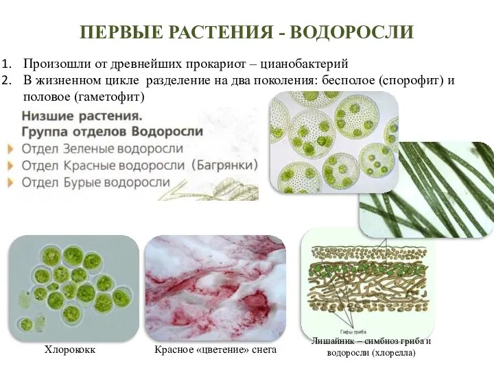 ПЕРВЫЕ РАСТЕНИЯ - ВОДОРОСЛИ Произошли от древнейших прокариот – цианобактерий В