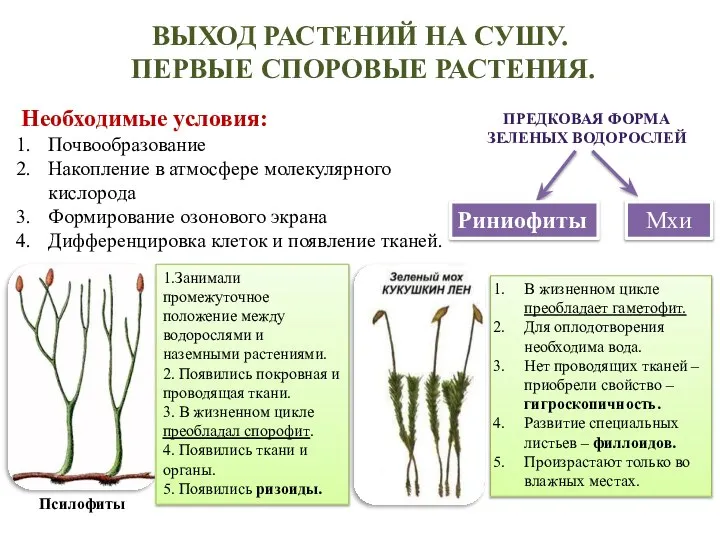 ВЫХОД РАСТЕНИЙ НА СУШУ. ПЕРВЫЕ СПОРОВЫЕ РАСТЕНИЯ. Необходимые условия: Почвообразование Накопление