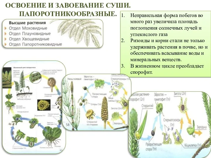 ОСВОЕНИЕ И ЗАВОЕВАНИЕ СУШИ. ПАПОРОТНИКООБРАЗНЫЕ. Неправильная форма побегов во много раз