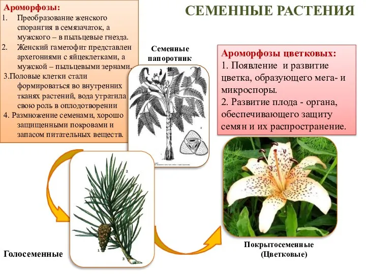 СЕМЕННЫЕ РАСТЕНИЯ Ароморфозы: Преобразование женского спорангия в семязачаток, а мужского –