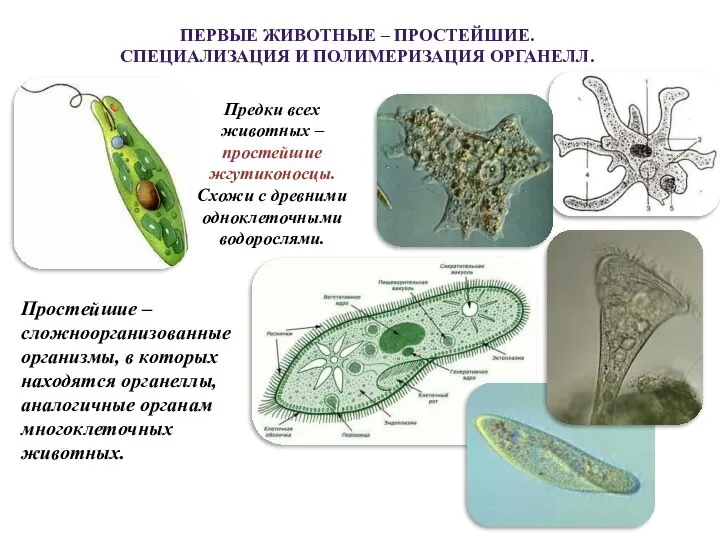 ПЕРВЫЕ ЖИВОТНЫЕ – ПРОСТЕЙШИЕ. СПЕЦИАЛИЗАЦИЯ И ПОЛИМЕРИЗАЦИЯ ОРГАНЕЛЛ. Предки всех животных