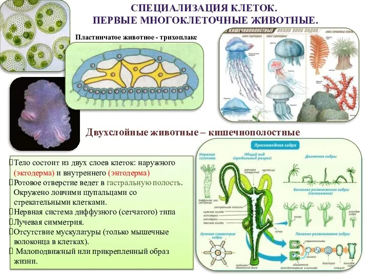 СПЕЦИАЛИЗАЦИЯ КЛЕТОК. ПЕРВЫЕ МНОГОКЛЕТОЧНЫЕ ЖИВОТНЫЕ. Пластинчатое животное - трихоплакс Двухслойные животные