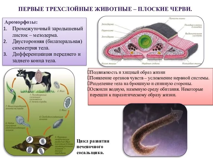 ПЕРВЫЕ ТРЕХСЛОЙНЫЕ ЖИВОТНЫЕ – ПЛОСКИЕ ЧЕРВИ. Ароморфозы: Промежуточный зародышевый листок –