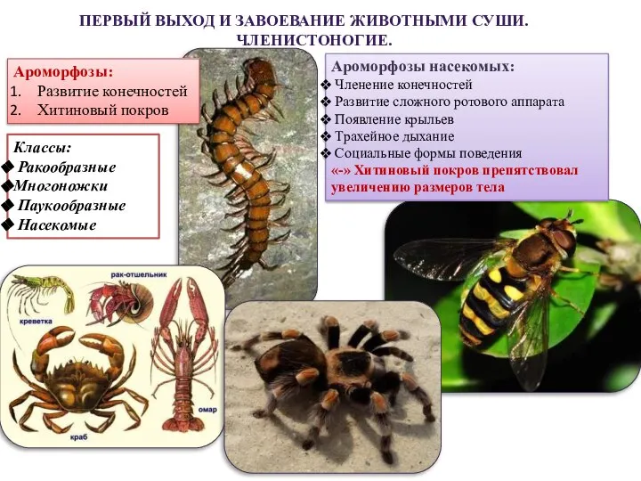 ПЕРВЫЙ ВЫХОД И ЗАВОЕВАНИЕ ЖИВОТНЫМИ СУШИ. ЧЛЕНИСТОНОГИЕ. Ароморфозы: Развитие конечностей Хитиновый