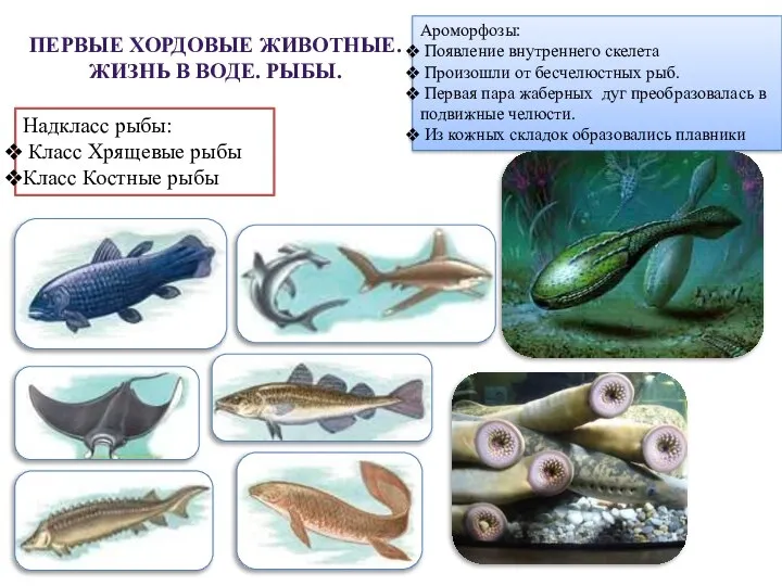 ПЕРВЫЕ ХОРДОВЫЕ ЖИВОТНЫЕ. ЖИЗНЬ В ВОДЕ. РЫБЫ. Ароморфозы: Появление внутреннего скелета