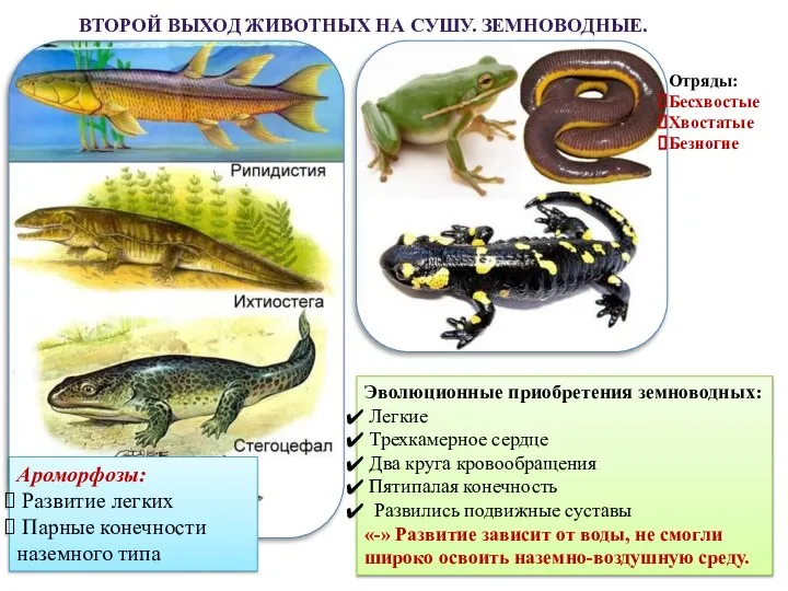 Ароморфоз способствовавший выходу животных на сушу. Отряды хвостатые бесхвостые безногие. Отряд безногие хвостатые бесхвостые земноводные. Ароморфозы амфибий. Земноводные ароморфозы.