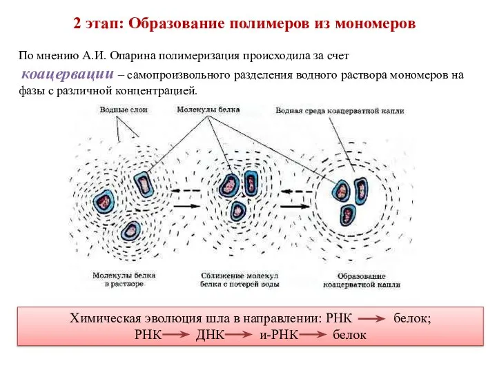 2 этап: Образование полимеров из мономеров По мнению А.И. Опарина полимеризация