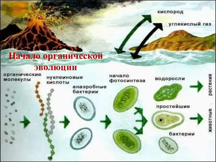 Начало органической эволюции