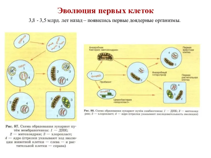 Эволюция первых клеток 3,8 - 3,5 млрд. лет назад – появились первые доядерные организмы.