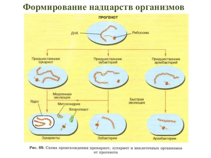 Формирование надцарств организмов