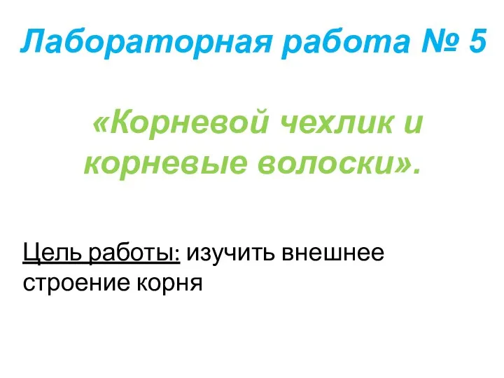 Лабораторная работа № 5 «Корневой чехлик и корневые волоски». Цель работы: изучить внешнее строение корня