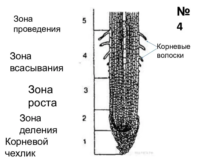 Корневой чехлик Зона роста Зона деления Зона всасывания Корневые волоски Зона проведения №4