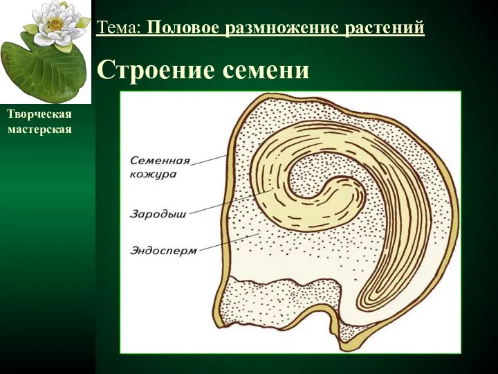 Строение семени Творческая мастерская Тема: Половое размножение растений