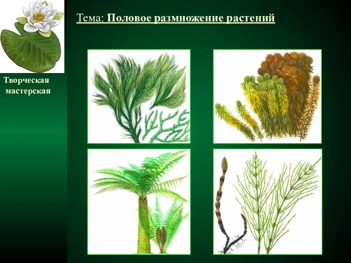 Тема: Половое размножение растений Творческая мастерская