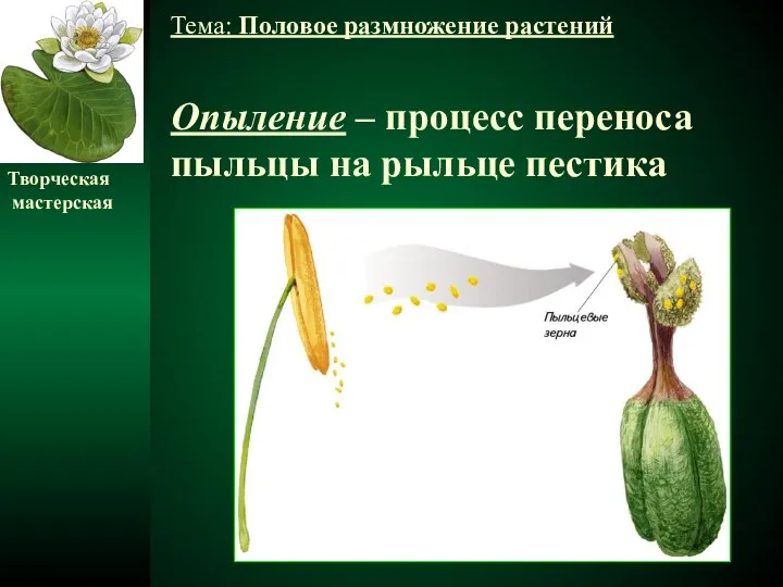 Тема: Половое размножение растений Опыление – процесс переноса пыльцы на рыльце пестика Творческая мастерская