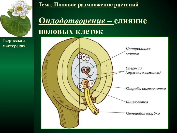 Тема: Половое размножение растений Оплодотворение – слияние половых клеток Творческая мастерская