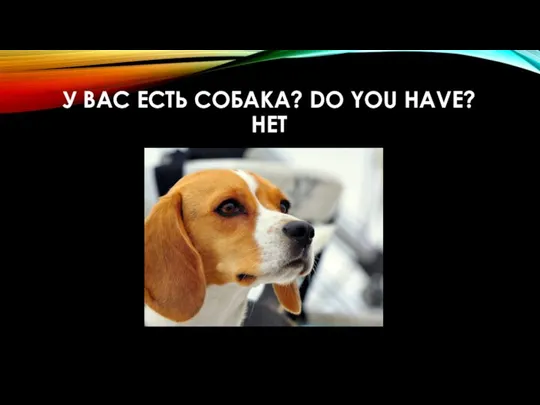 У ВАС ЕСТЬ СОБАКА? DO YOU HAVE? НЕТ