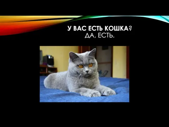 У ВАС ЕСТЬ КОШКА? ДА, ЕСТЬ.