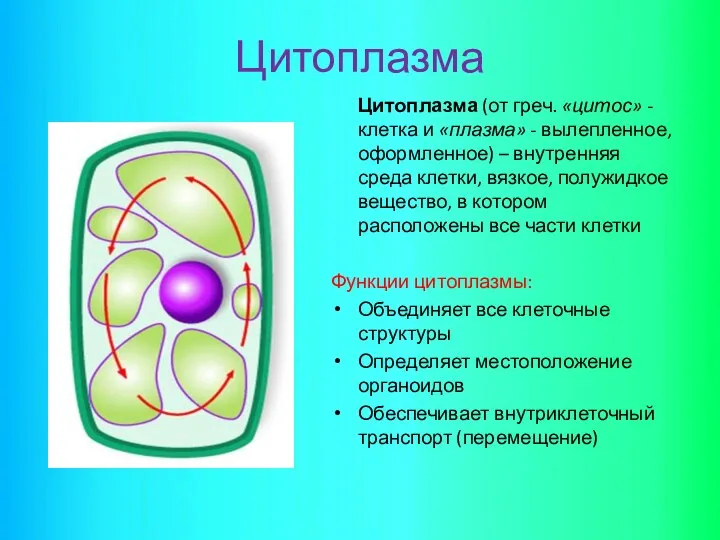 Цитоплазма Цитоплазма (от греч. «цитос» - клетка и «плазма» - вылепленное,