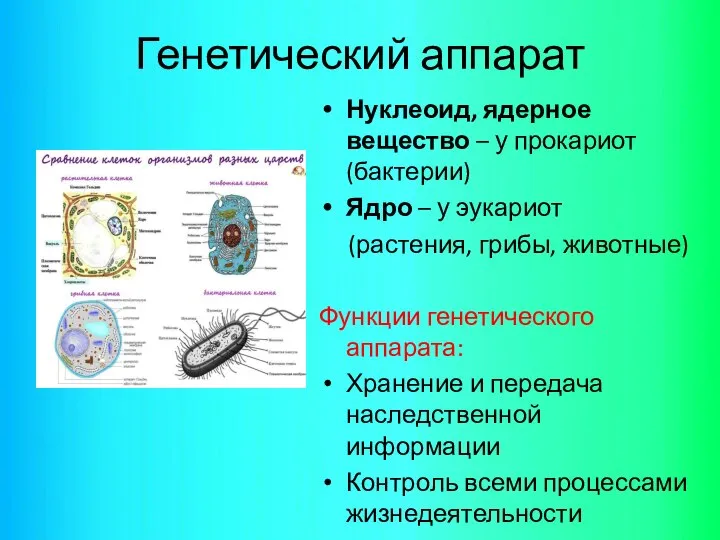 Генетический аппарат Нуклеоид, ядерное вещество – у прокариот (бактерии) Ядро –