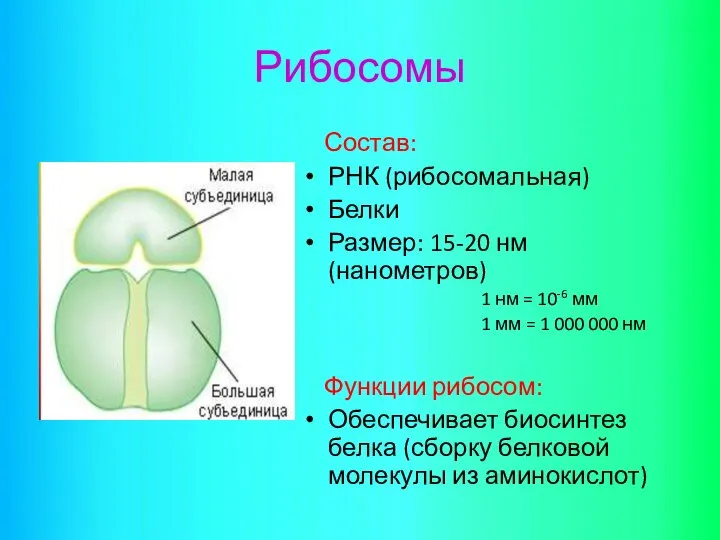Рибосомы Состав: РНК (рибосомальная) Белки Размер: 15-20 нм (нанометров) 1 нм
