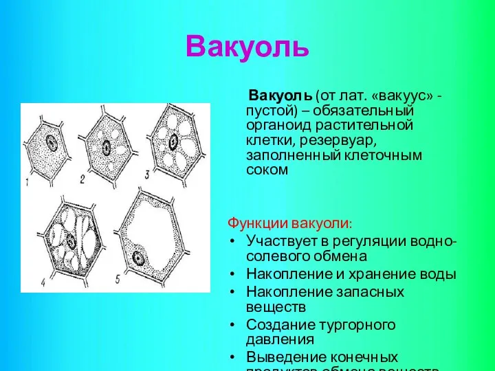 Вакуоль Вакуоль (от лат. «вакуус» - пустой) – обязательный органоид растительной