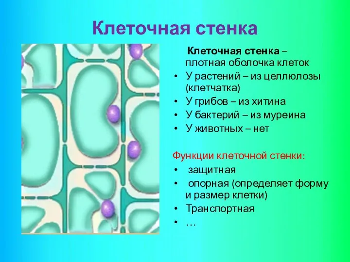 Клеточная стенка Клеточная стенка – плотная оболочка клеток У растений –