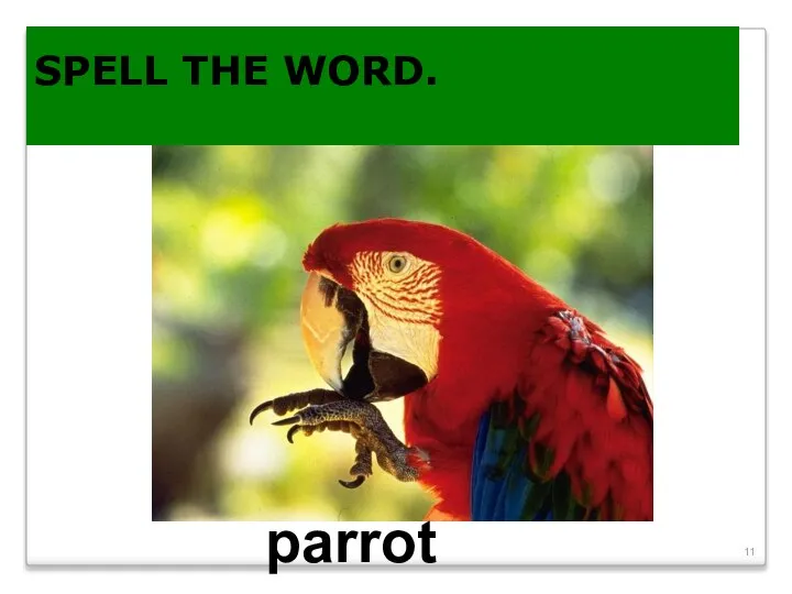 SPELL THE WORD. parrot
