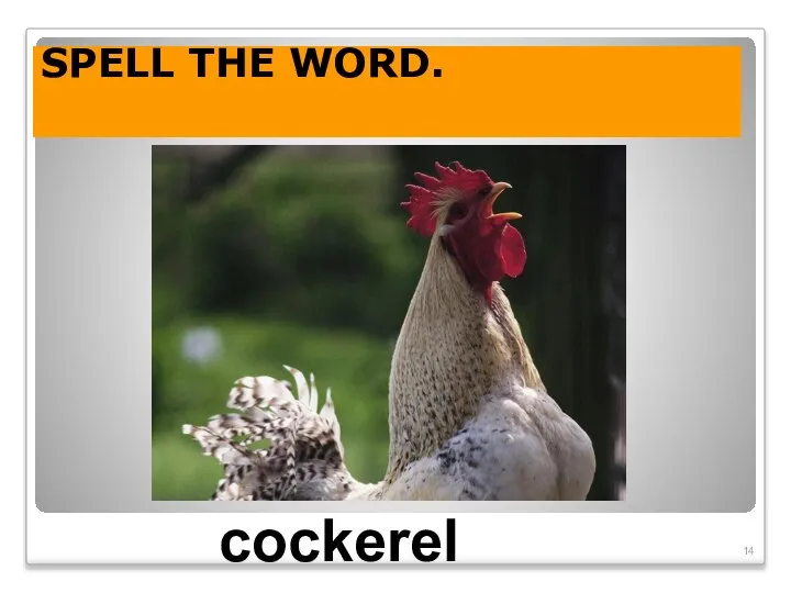SPELL THE WORD. cockerel