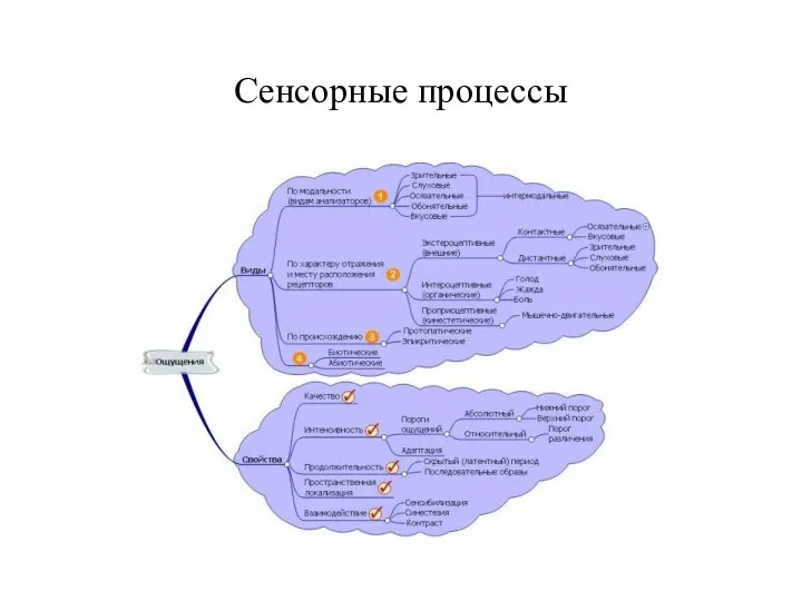 Сенсорные процессы