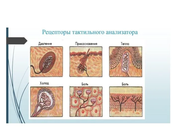 Тактильные ощущения