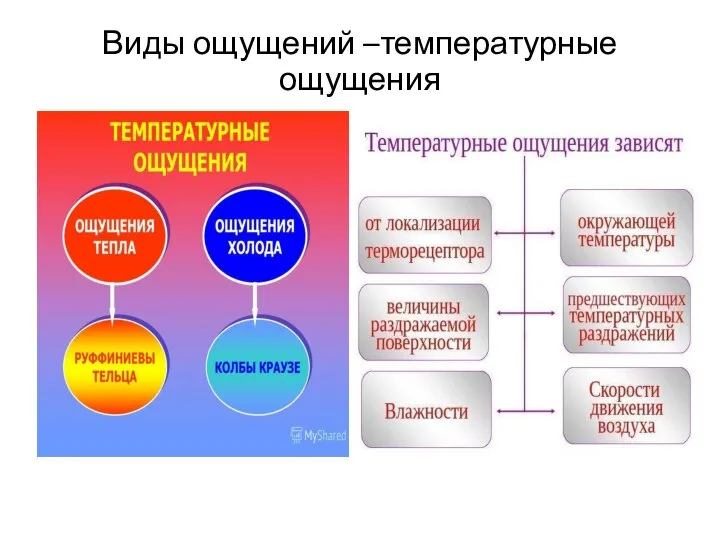 Виды ощущений –температурные ощущения