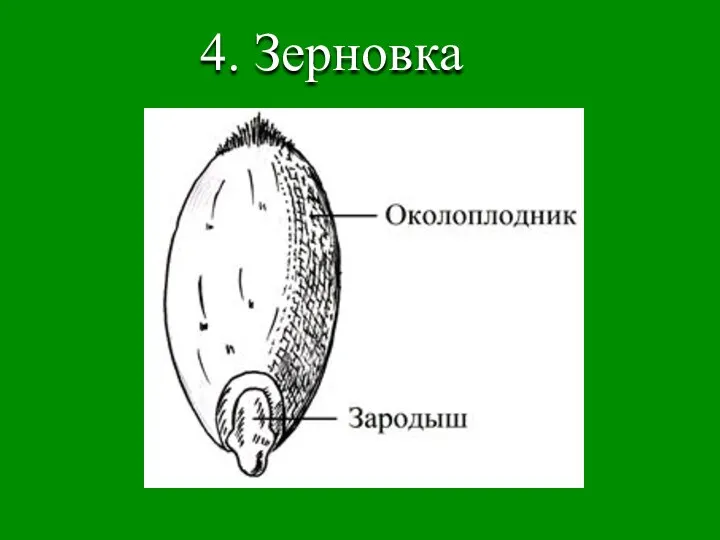 4. Зерновка